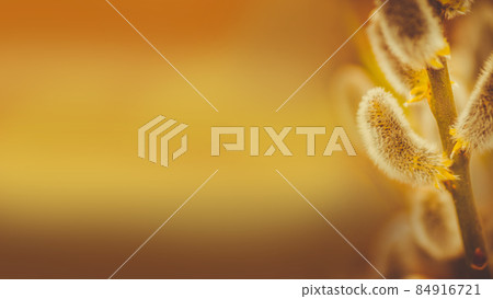 Blurred yellow background with branch of pussy-willow. Empty place for text. Blurred yellow background with branch of pussy-willow. Empty place for text. 84916721