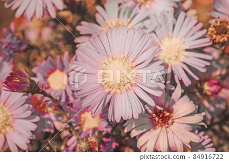 Bushes blooming asters. Vintage tone nature background Bushes blooming asters. Vintage tone nature background 84916722