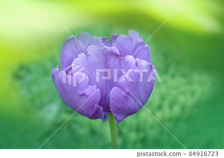 Blooming purple tulip Blue Parrot closeup Blooming purple tulip Blue Parrot closeup 84916723