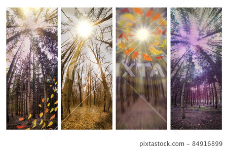 Vertical banners of nature misty fall landscape with orange falling autumn leaves. Panoramic banners collage Vertical banners of nature misty fall landscape with orange falling autumn leaves. Panoramic banners collage 84916899