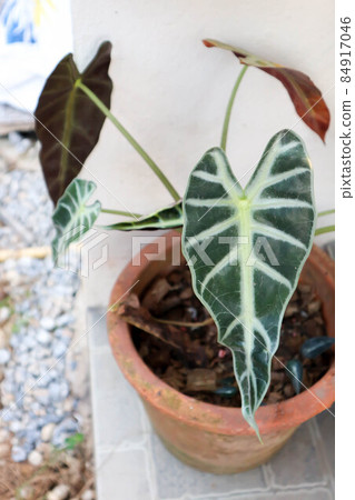 Alocasia Bambino Arrow, Alocasia or Alocasia sanderiana Bull or ARACEAE Alocasia Bambino Arrow, Alocasia or Alocasia sanderiana Bull or ARACEAE 84917046