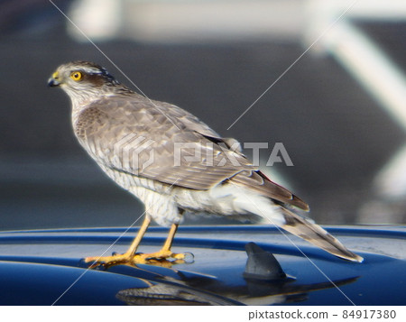 車頂上的雀鷹環顧四周 84917380