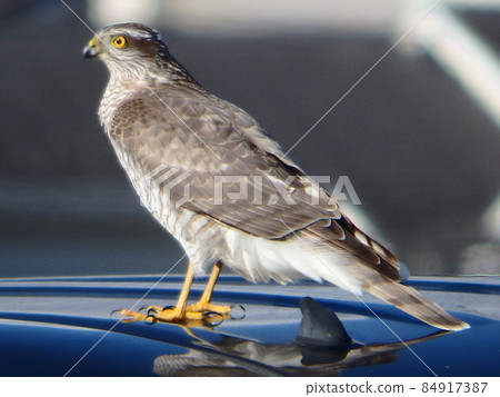 車頂上威風凜凜的雀鷹 84917387