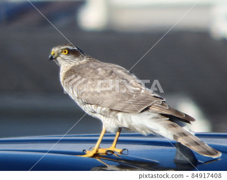 雀鷹俯瞰車頂區域 84917408