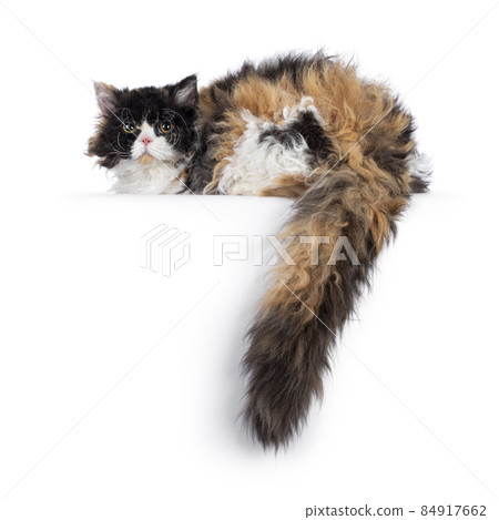 Selkirk Rex cat on white background 84917662