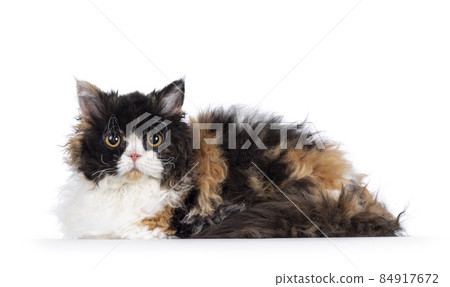 Selkirk Rex cat on white background Selkirk Rex cat on white background 84917672