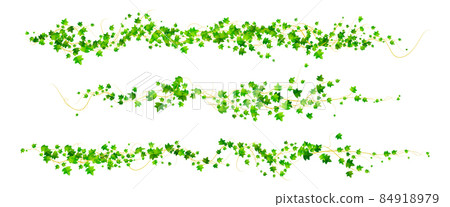 Ivy vines with green leaves, climbing plant 84918979
