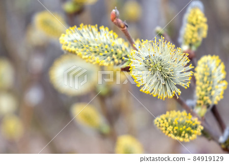 Yellow fluffy willow catkins close up 84919129