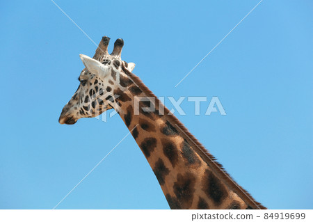 Closeup view of Rothschild giraffe against blue sky Closeup view of Rothschild giraffe against blue sky 84919699