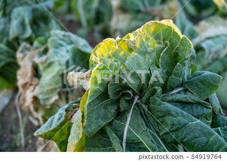 Cultivation of frosted Chinese cabbage (January) Overwintering Cultivation of frosted Chinese cabbage (January) Overwintering 84919764