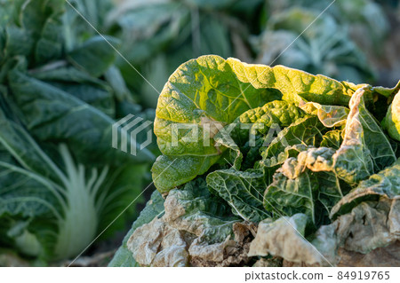 Cultivation of frosted Chinese cabbage (January) Overwintering Cultivation of frosted Chinese cabbage (January) Overwintering 84919765
