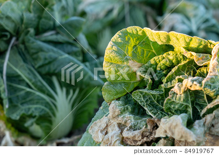 Cultivation of frosted Chinese cabbage (January) Overwintering Cultivation of frosted Chinese cabbage (January) Overwintering 84919767