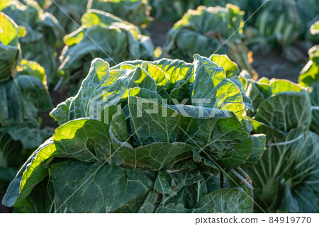 Cultivation of frosted Chinese cabbage (January) Overwintering Cultivation of frosted Chinese cabbage (January) Overwintering 84919770