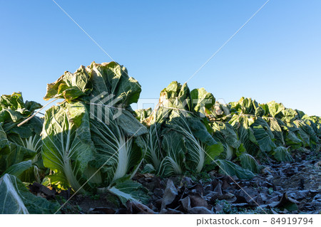 Chinese cabbage cultivation where frost has begun to melt (January) Overwintering Chinese cabbage cultivation where frost has begun to melt (January) Overwintering 84919794