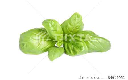 Fresh green basil leaves isolated on white Fresh green basil leaves isolated on white 84919931