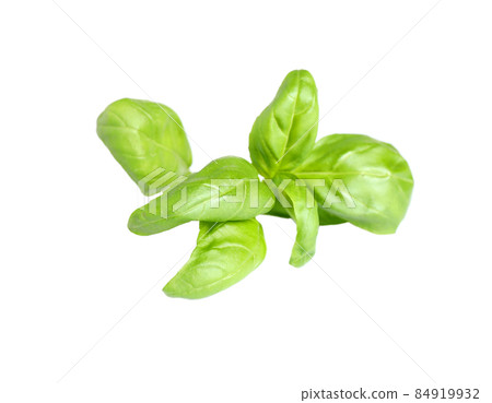 Fresh green basil leaves isolated on white Fresh green basil leaves isolated on white 84919932