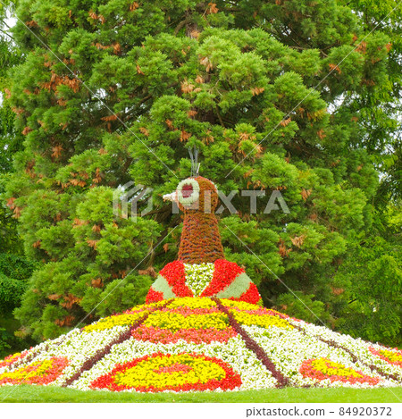 A flower bed in the form of a peacock in a park on the island of Mainau, Germany. A flower bed in the form of a peacock in a park on the island of Mainau, Germany. 84920372