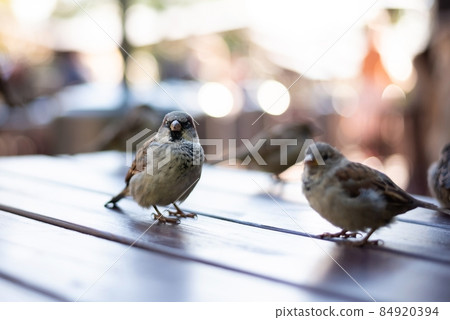 Urban sparrows in a cafe on the table. Urban sparrows in a cafe on the table. 84920394