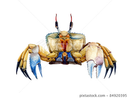 Sea crab watercolor illustration. Hand drawn realistic underwater animal element. Beautiful bright ocean crab. Sea shore wildlife and aquarium animal. Isolated on white background 84920395