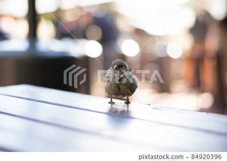 Urban sparrows in a cafe on the table. Urban sparrows in a cafe on the table. 84920396
