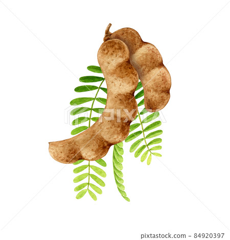 Tamarind fruit watercolor illustration. Hand drawn realistic tamarindus indica fruit and green leaf element. Tamarind sweet natural organic plant on white background 84920397