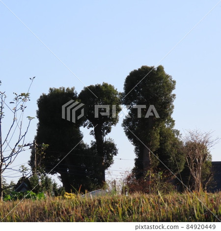 兩隻站起來玩耍的小狗 84920449