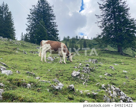 Engalm Valley at Karwendel mountains in Austria 84921422