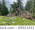 Engalm Valley at Karwendel mountains in Austriaia 84921431