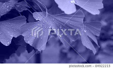 Gingko biloba leaves in trending very peri color. Waterdrops on the leaves. Lilac background and natural textures. Gingko biloba leaves in trending very peri color. Waterdrops on the leaves. Lilac background and natural textures. 84922213