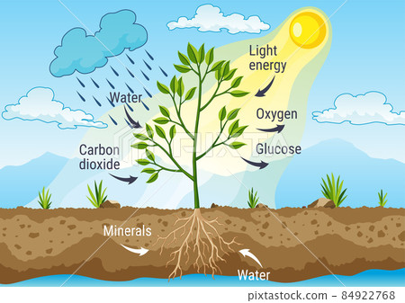 Photosynthesis as a process of tree produce... - Stock Illustration ...