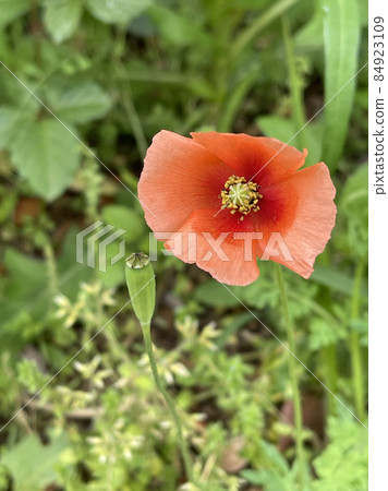 Nasutium flowers 84923109