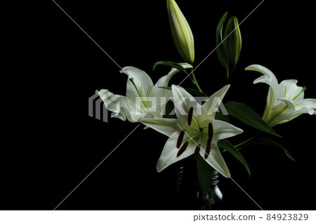 Lily flowers taken indoors Lily flowers taken indoors 84923829