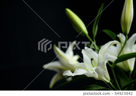 室內拍攝的百合花 84923842