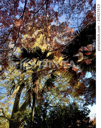秋季樹木和棕櫚樹的剪影 84923919
