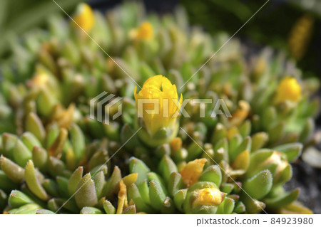 Yellow Hardy Ice Plant Yellow Hardy Ice Plant 84923980