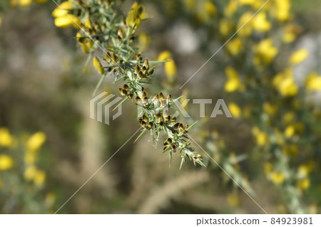 Common gorse Common gorse 84923981