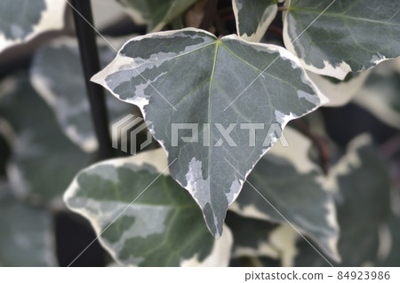 Algerian ivy Glorie de Marengo 84923986