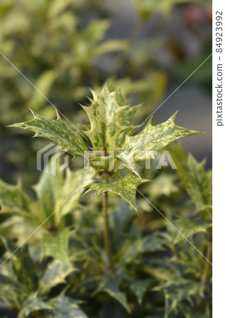 Holly osmanthus Tricolor 84923992