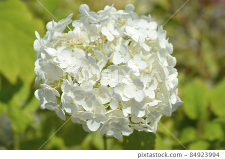 Smooth hydrangea Annabelle 84923994