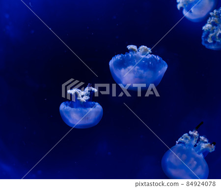 Group of light blue jellyfish swiming in aquarium Group of light blue jellyfish swiming in aquarium 84924078