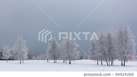 Bright White Snow Forest Log. High quality photo 84924260