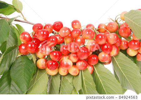 The branch of cherries with berries 84924563