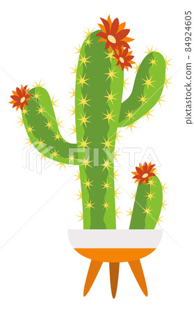 Cactus in pot with red flowers. Cacti house plant 84924605