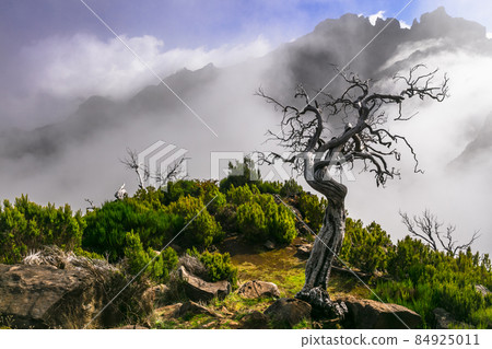 Madeira island mountain scenery. Dry tree in the clouds. Hiking trail for Pico Ruivo - highest point and popular tourist destination 84925011