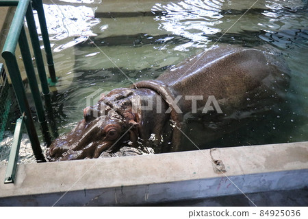 【2021年更新後】山口縣周南市周南市動物園德山動物園 84925036