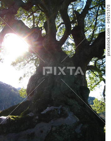 Kawagoi Daigo [Saga Prefecture Takeo City] 84925378