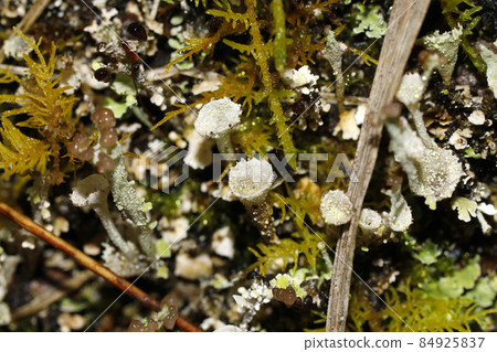 Lichen? Lichen? 84925837