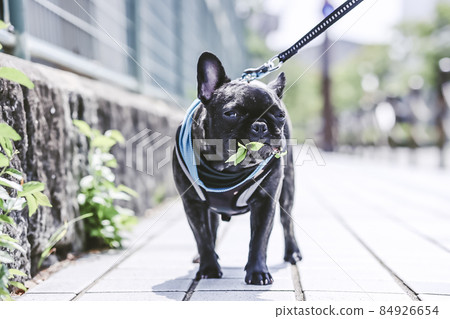 法國鬥牛犬 法國鬥牛犬 84926654