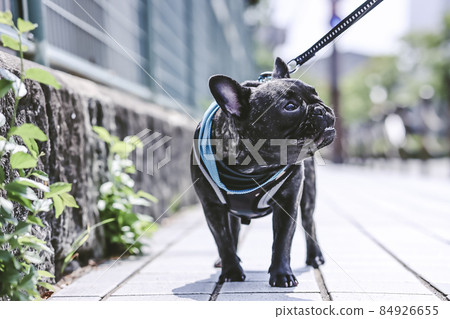 法國鬥牛犬 84926655