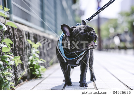 French bulldog French bulldog 84926656